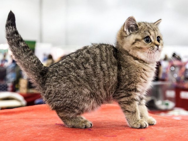 Породы кошек в Краснознаменске | ЗооТом портал о животных