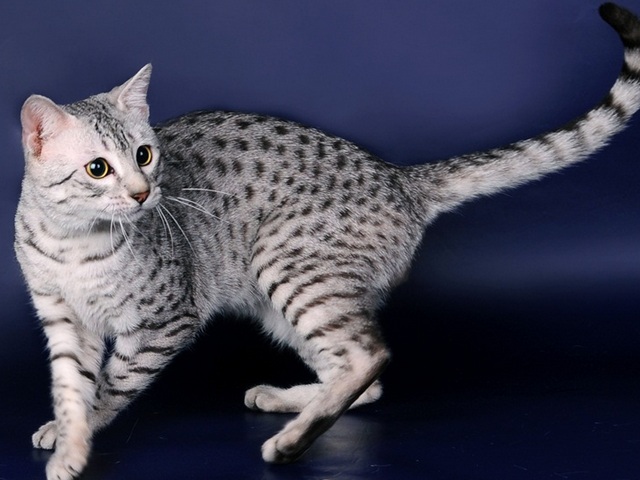 Породы кошек в Краснознаменске | ЗооТом портал о животных