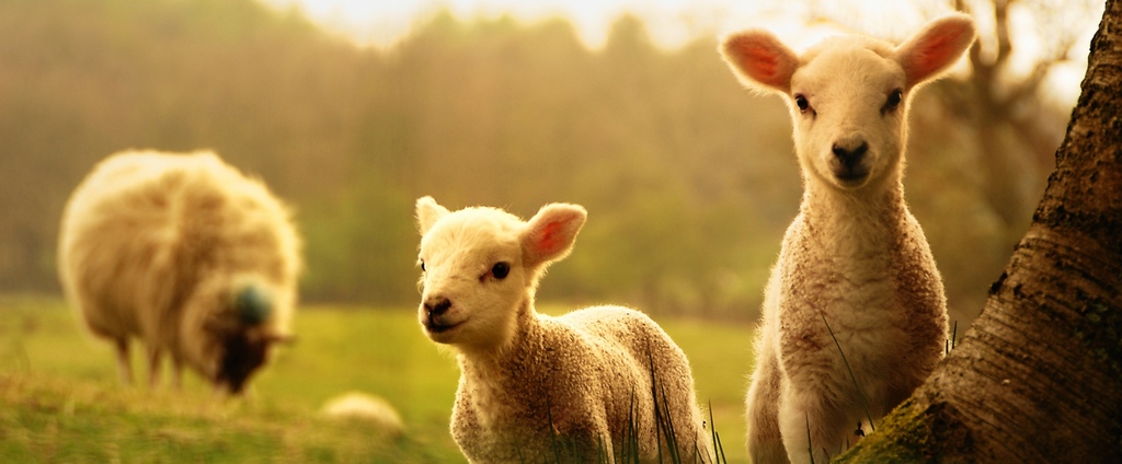 Объявления о сельскохозяйственных животных | ЗооТом - продажа, вязка и услуги для животных в Краснознаменске